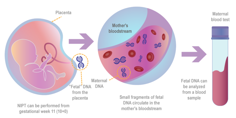 Babyscreen NIPT Fetal DNA English version Rityta 1 kopia 3